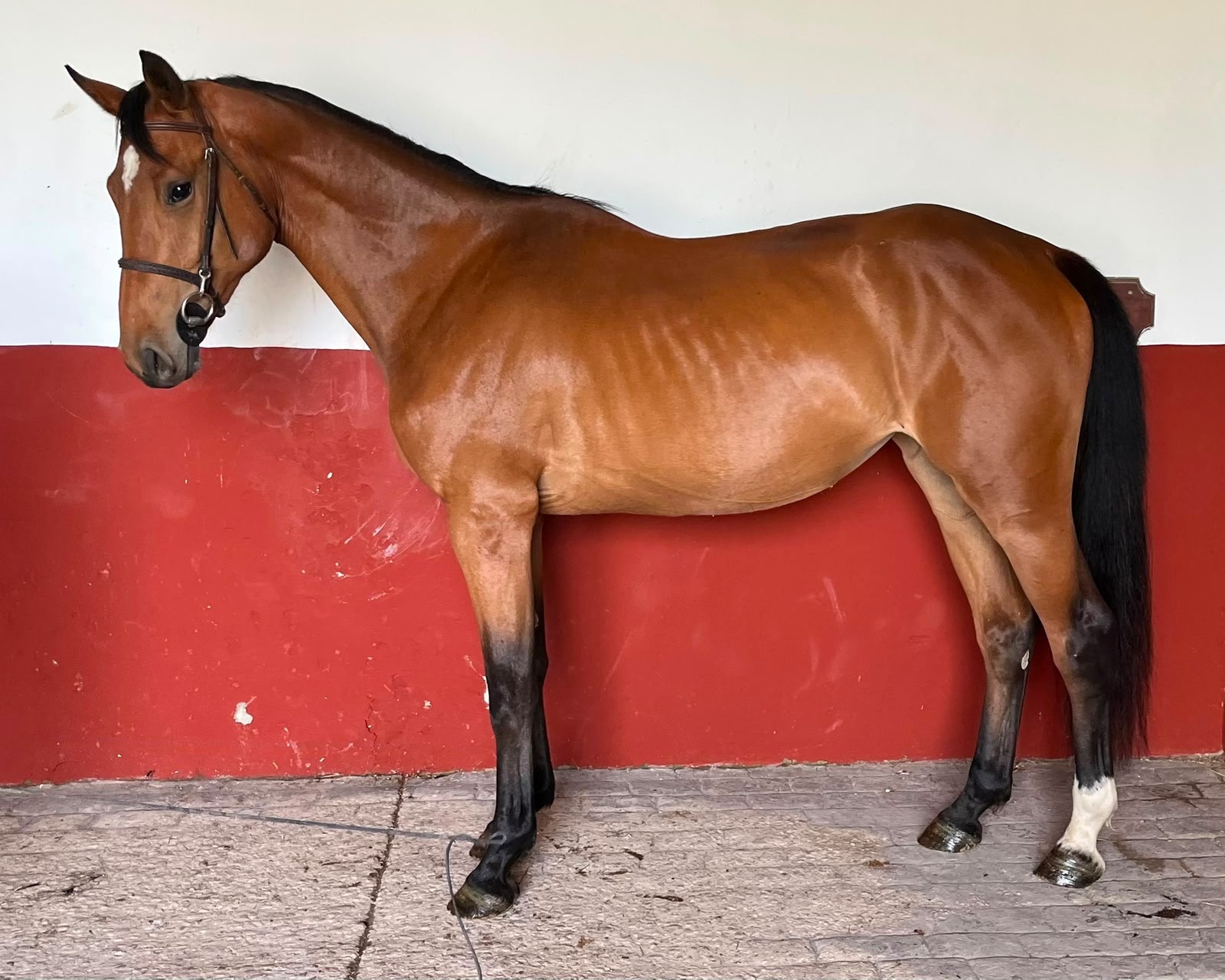 horse